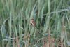 Reed Warbler at Canvey Wick (Steve Arlow) (59531 bytes)